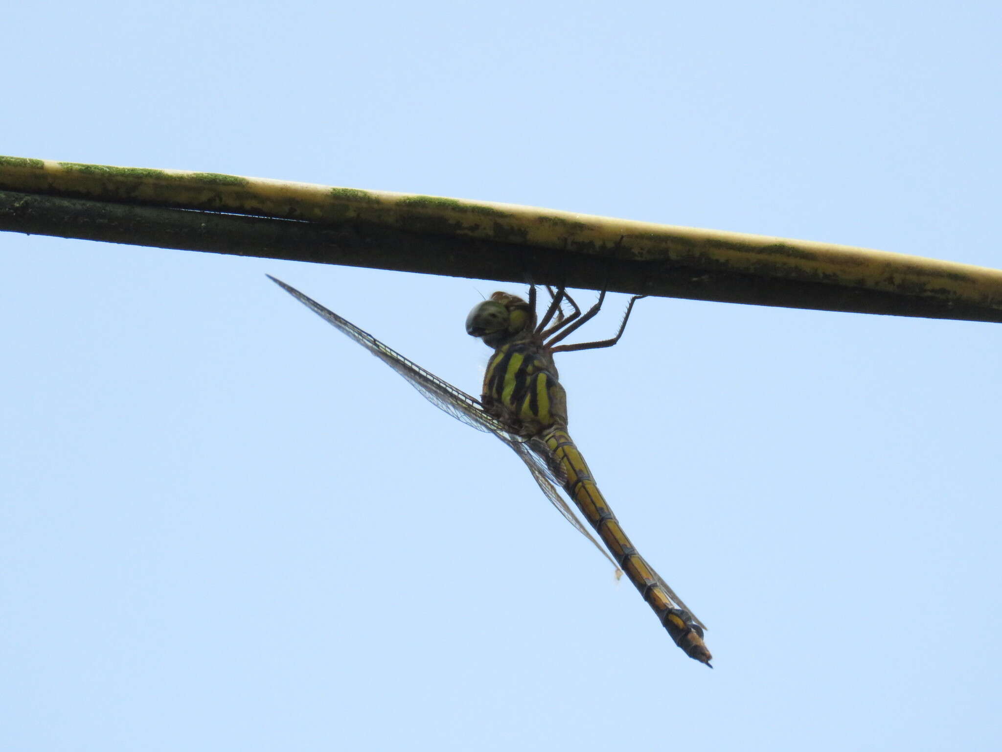 Image of Blue Chaser