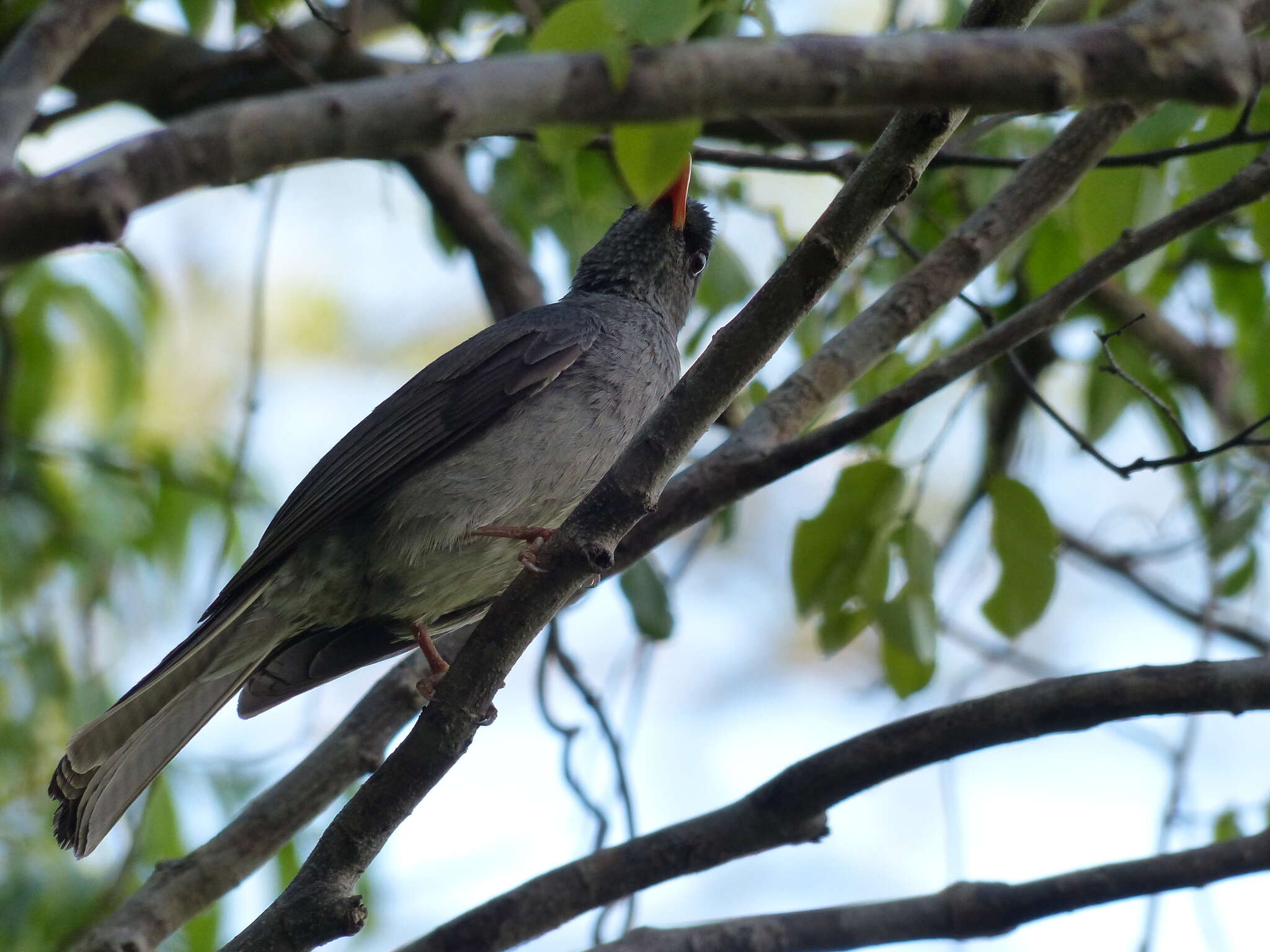 Image of Madagascar Black Bulbul