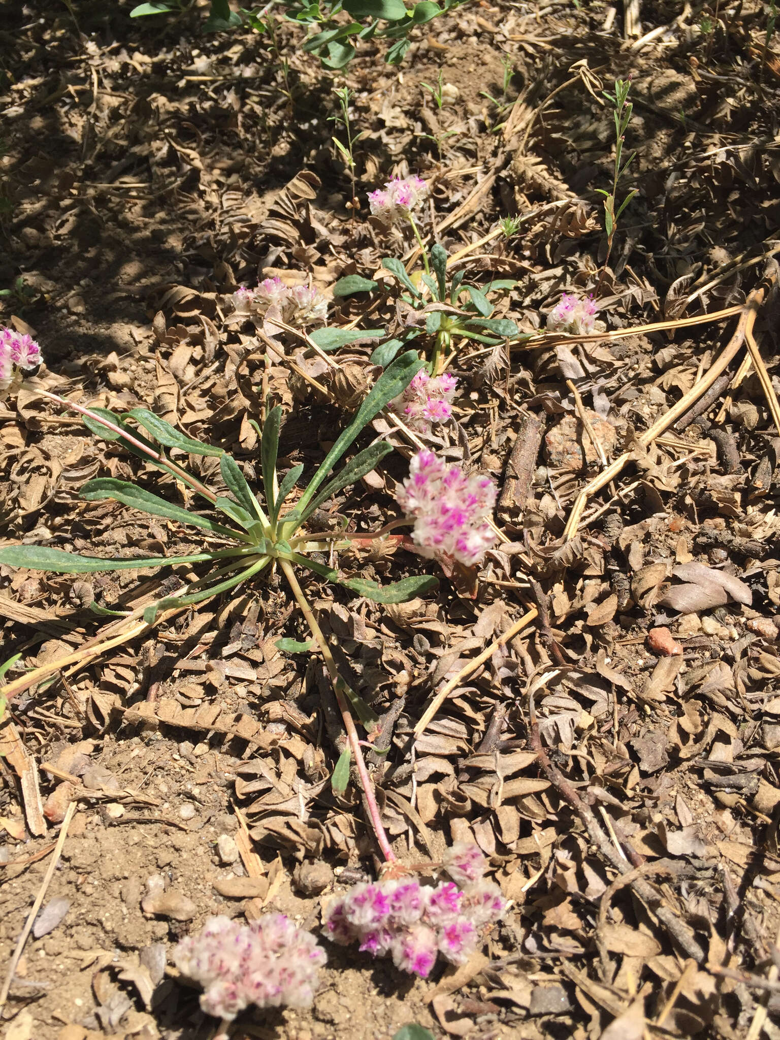 صورة Cistanthe monosperma (E. Greene) M. A. Hershkovitz