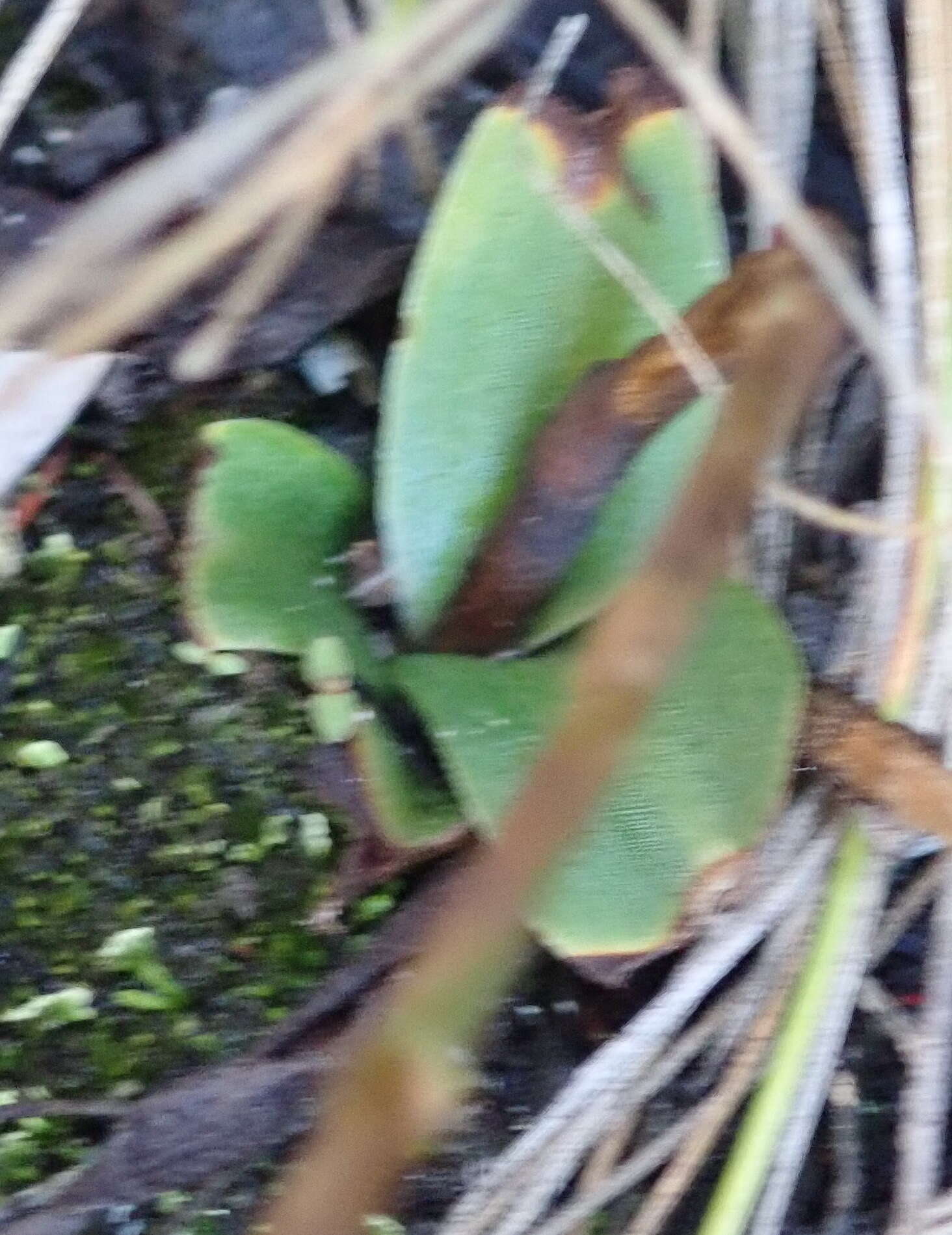 Image of Disa sagittalis (L. fil.) Sw.