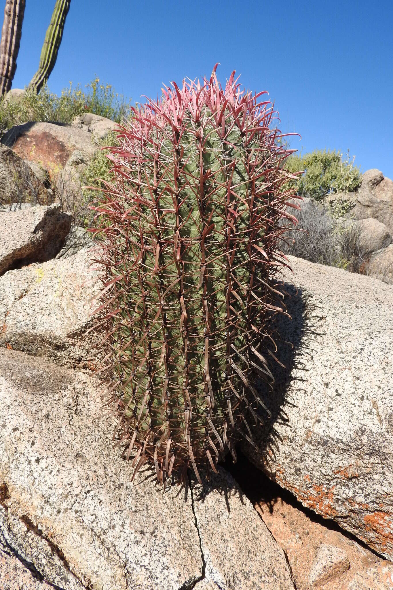 Image of Ferocactus gracilis subsp. gracilis