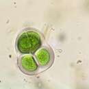 Chroococcus turgidus resmi