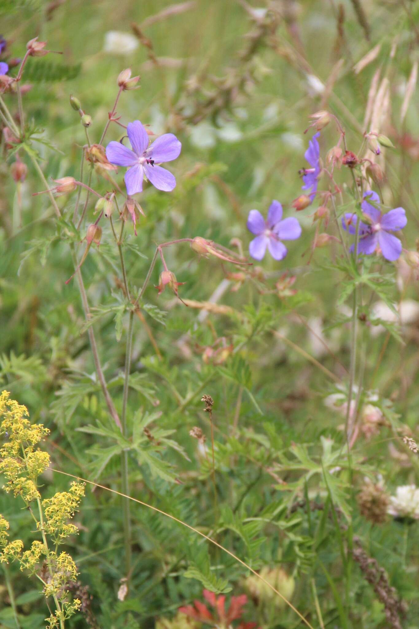 Imagem de Geranium ruprechtii (Woronow) Grossh.