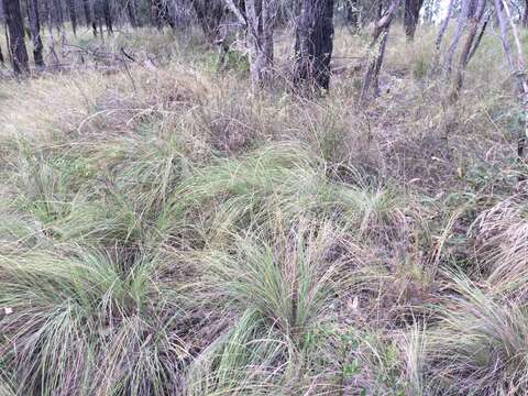 Plancia ëd Themeda avenacea (F. Muell.) T. Durand & B. D. Jacks.