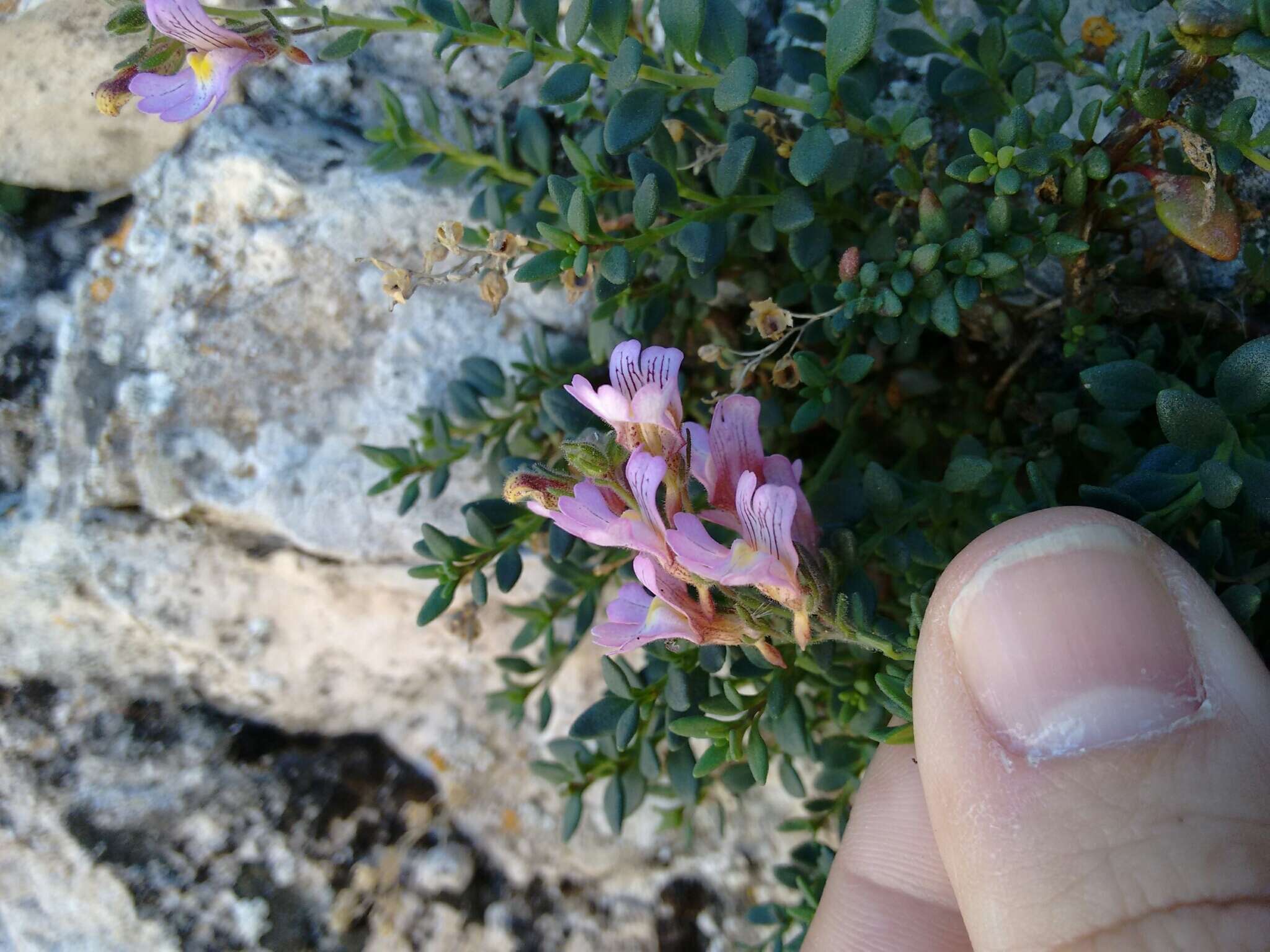 Image of Chaenorhinum crassifolium subsp. crassifolium