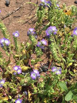 Image of sand phacelia