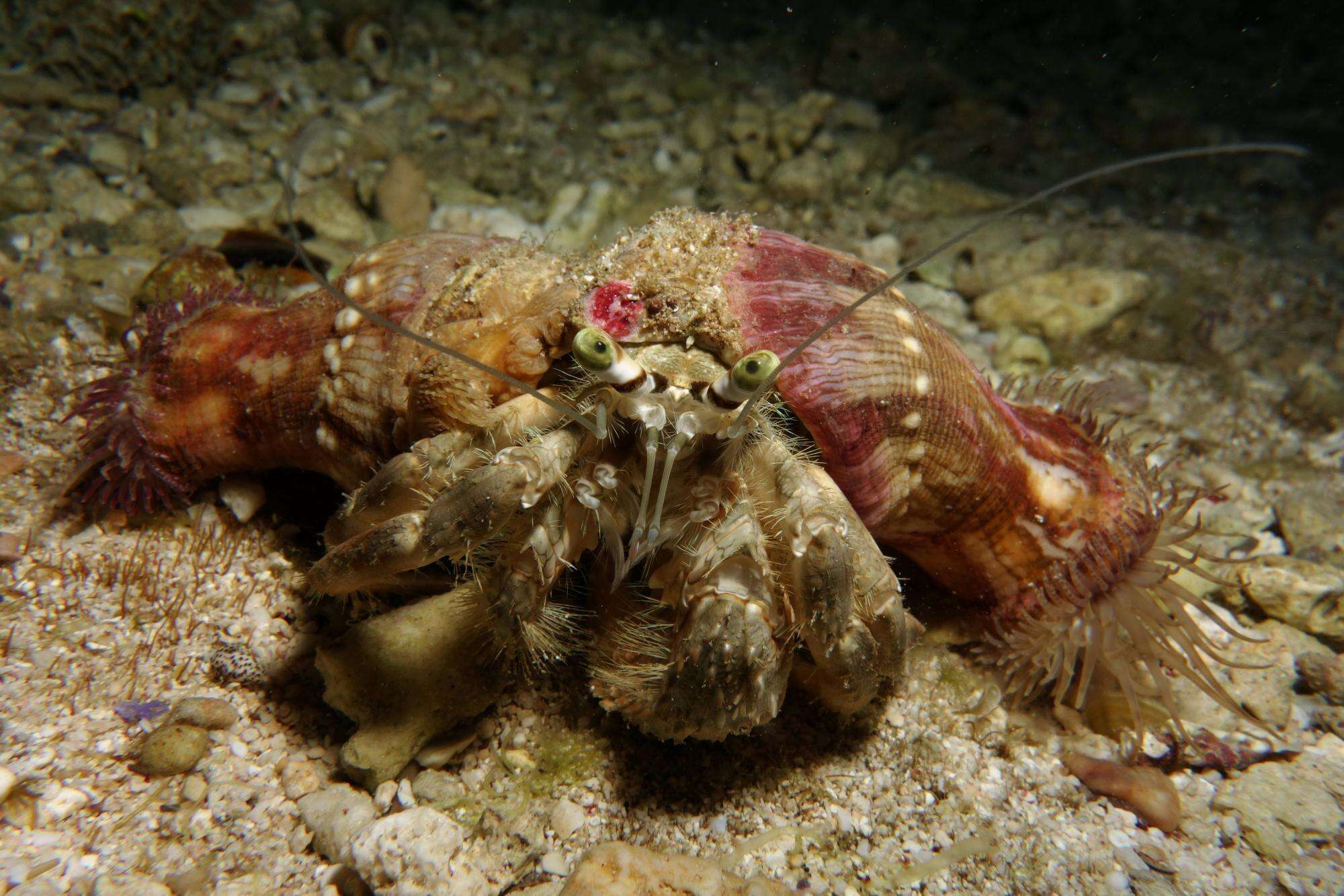 Image of pale anemone hermit crab