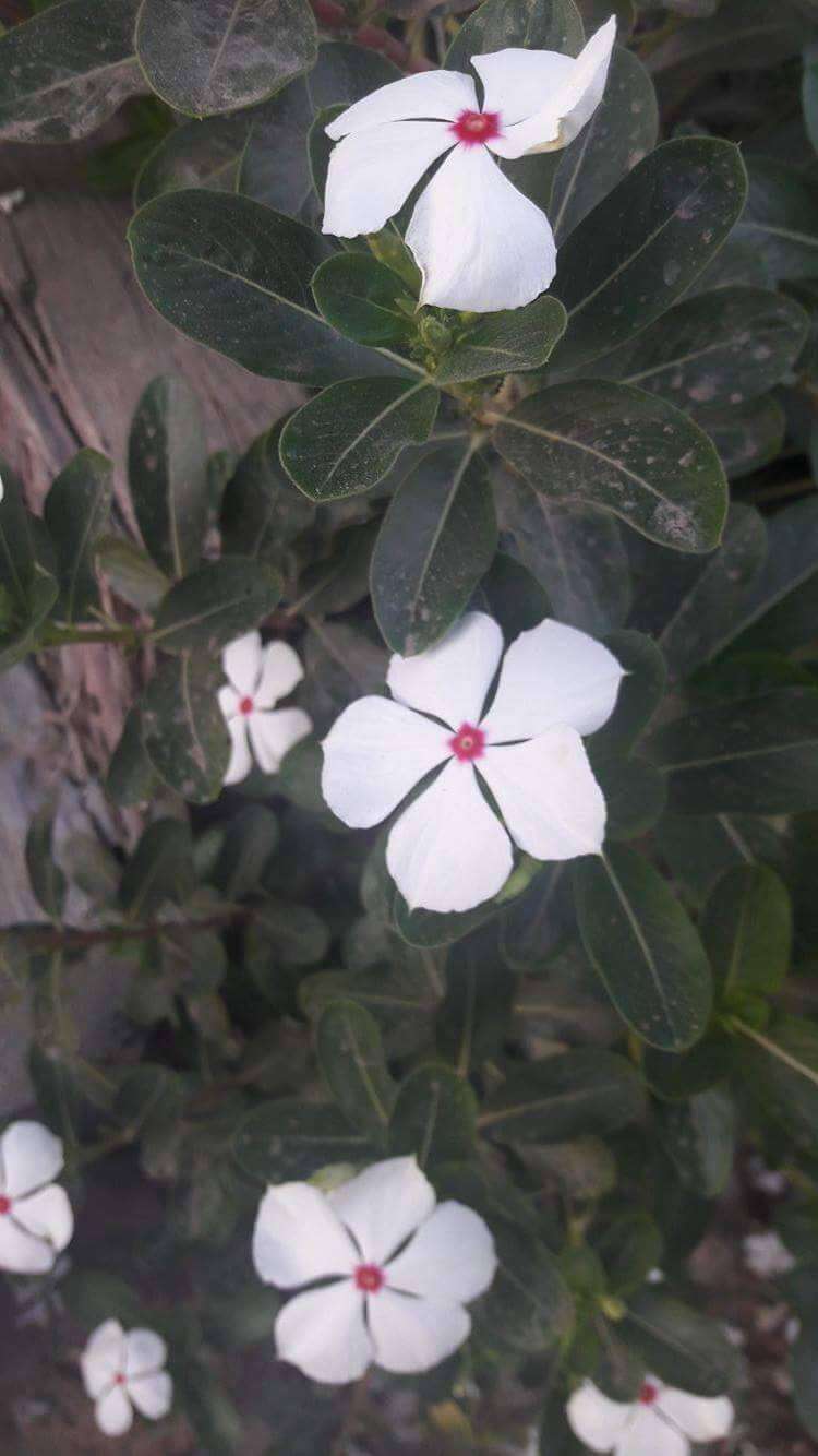 Image of Madagascar periwinkle