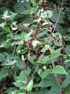 Image of ghostweed