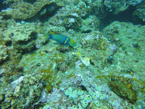 Image of Goldbar wrasse