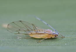 Image of Aphid