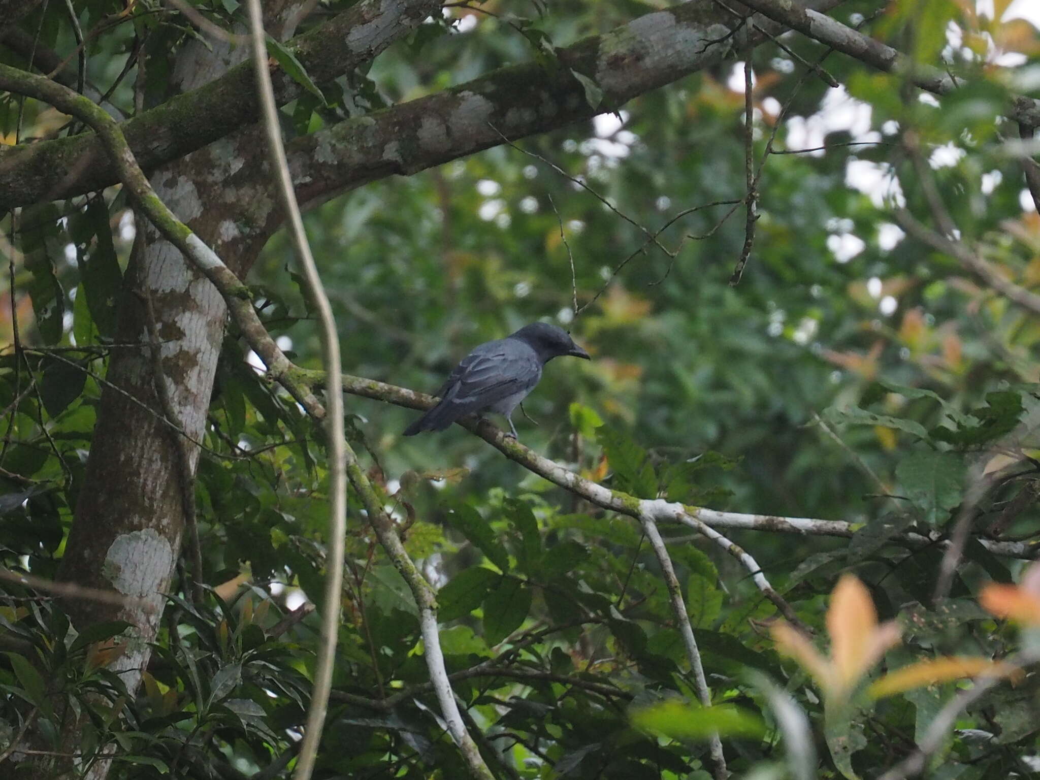 Coracina larvata (Müller & S 1843) resmi