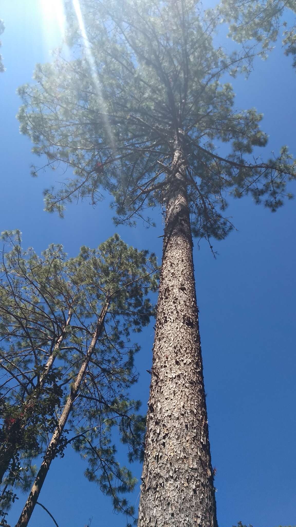 Image of Schwerdtfeger's Pine