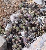 Image of Xenophyllum ciliolatum (A. Gray) V. A. Funk