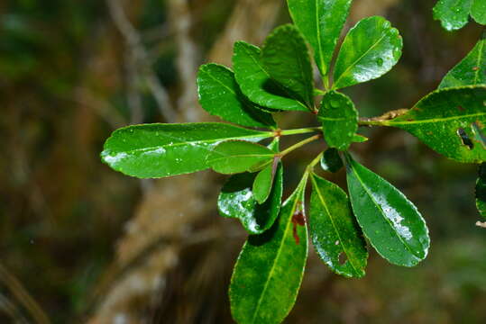 Image of Zanthoxylum dimorphophyllum Hemsl.