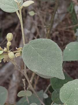 Image of Capparicordis crotonoides (Kunth) Iltis & Cornejo