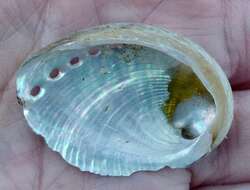 Image of flat abalone