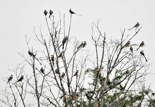 Image of Scissor-tailed Flycatcher