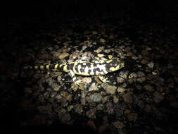 Image of Barred Tiger Salamander