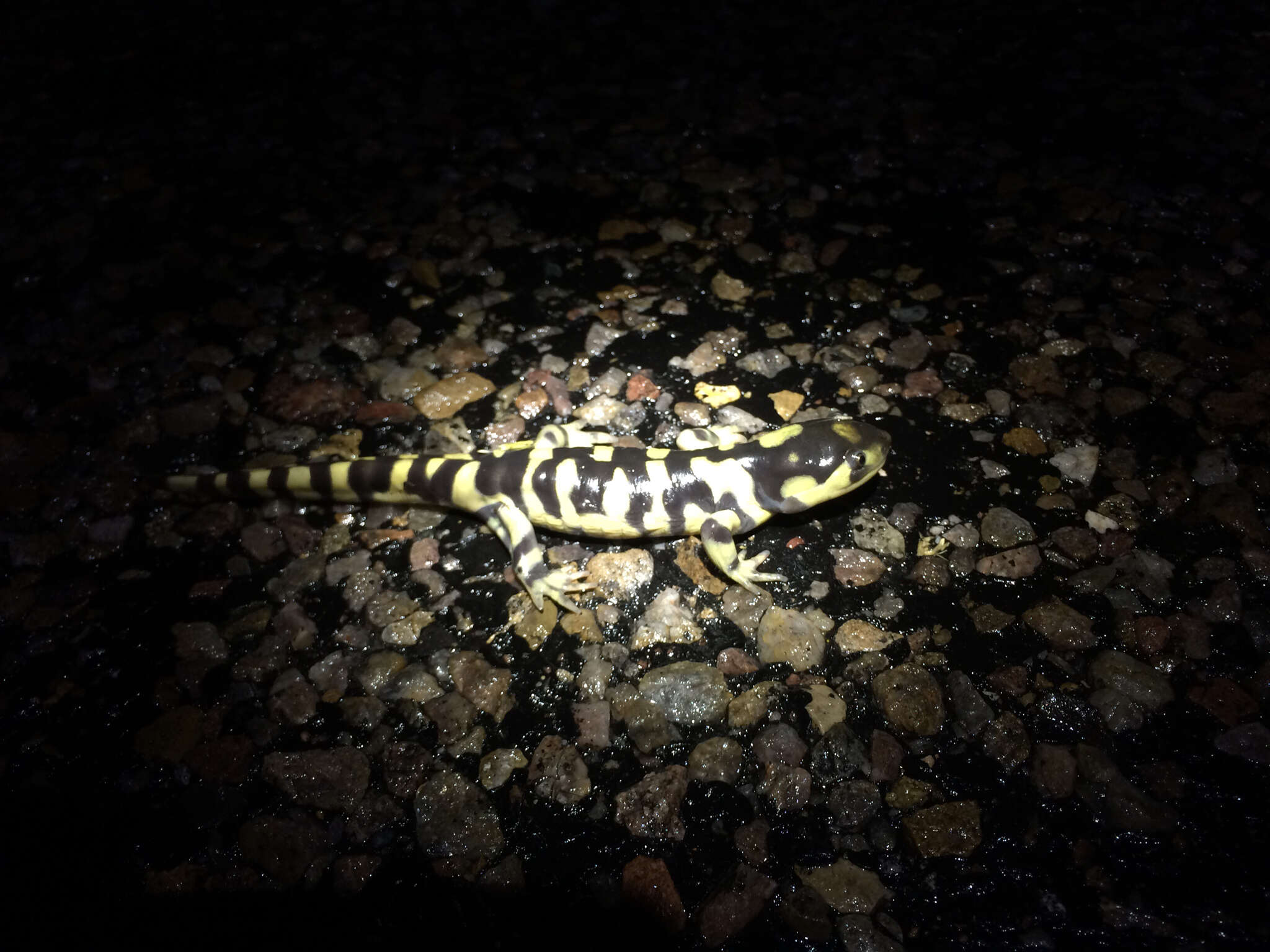 Image of Barred Tiger Salamander