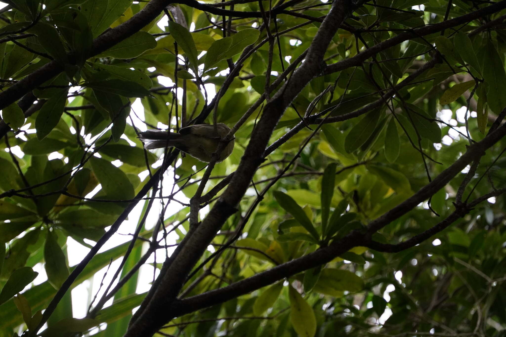 Image of Rodrigues Warbler