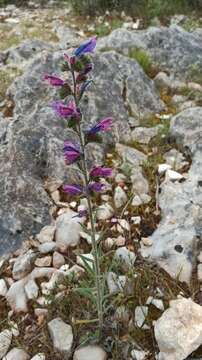 Image of Echium tuberculatum Hoffmanns. & Link