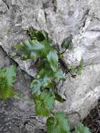 Image of Asplenium sagittatum (DC.) A. J. Bange