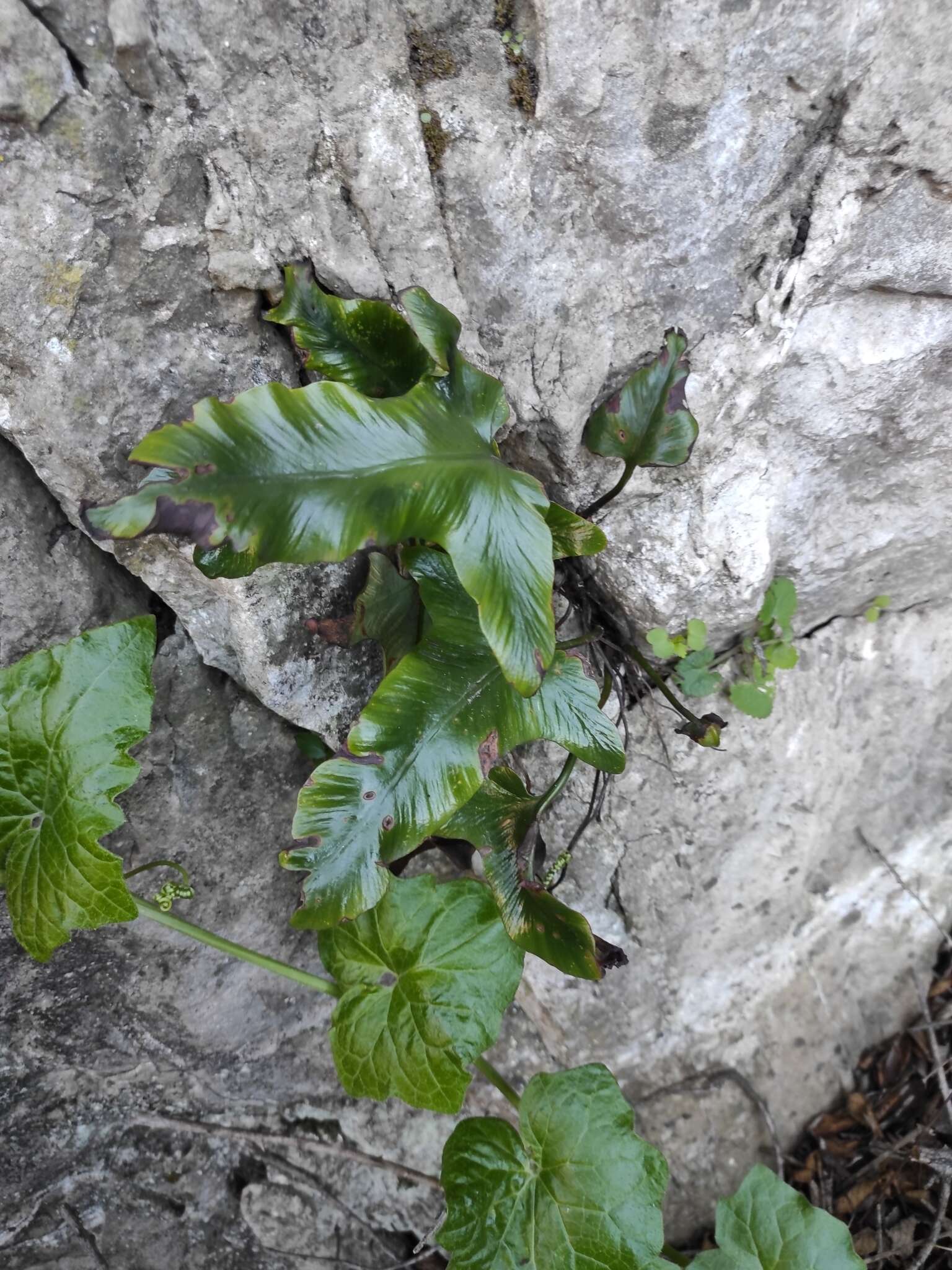 Image of Asplenium sagittatum (DC.) A. J. Bange