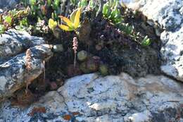 Image of Crassula pseudohemisphaerica Friedrich