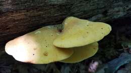 Image of Buglossoporus