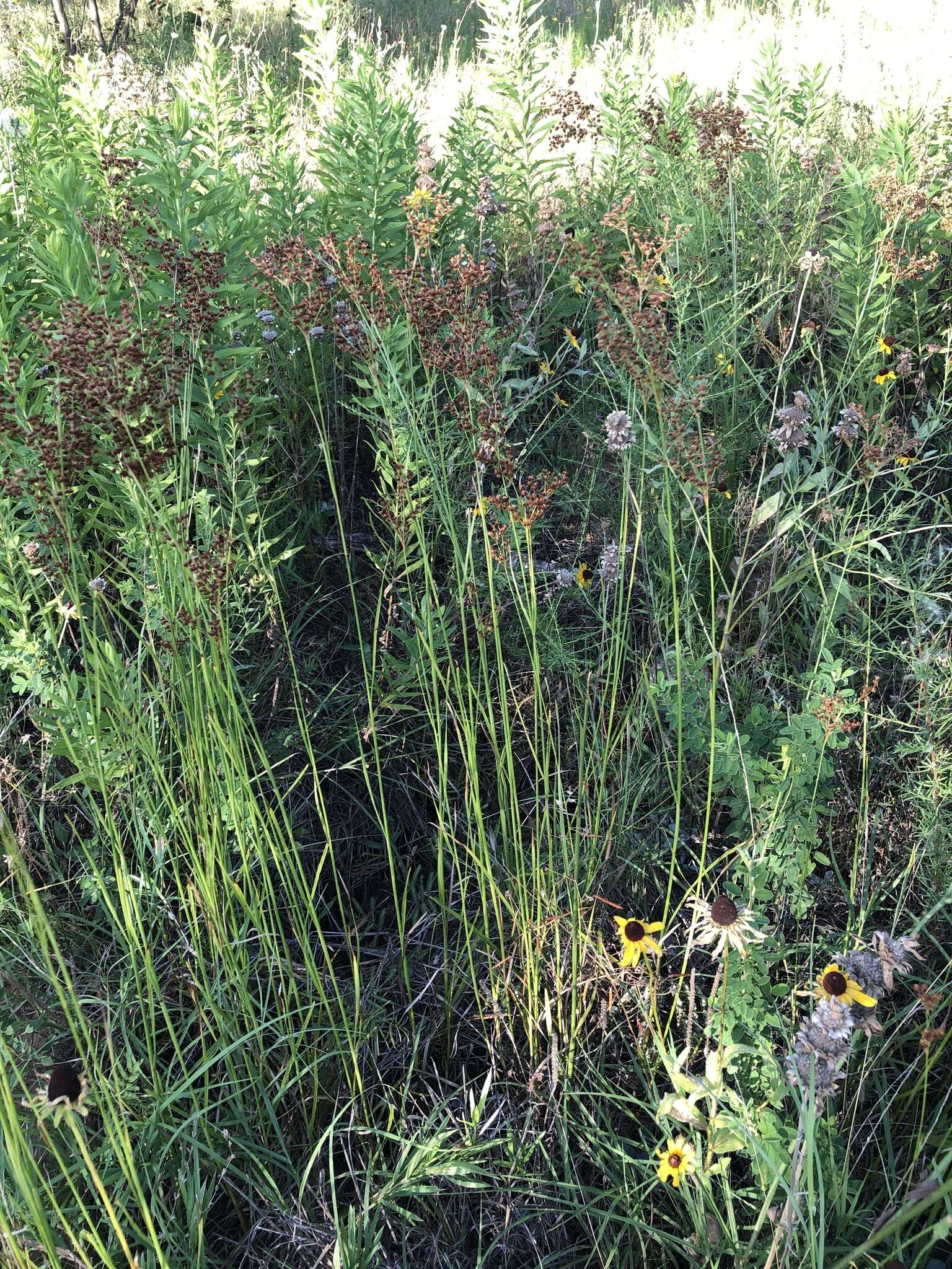 Image of grassleaf rush