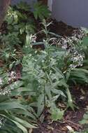 Image of Coastal Burnweed