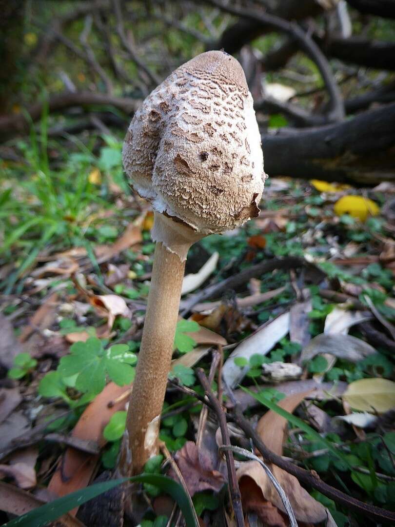 Image of Macrolepiota clelandii Grgur. 1997