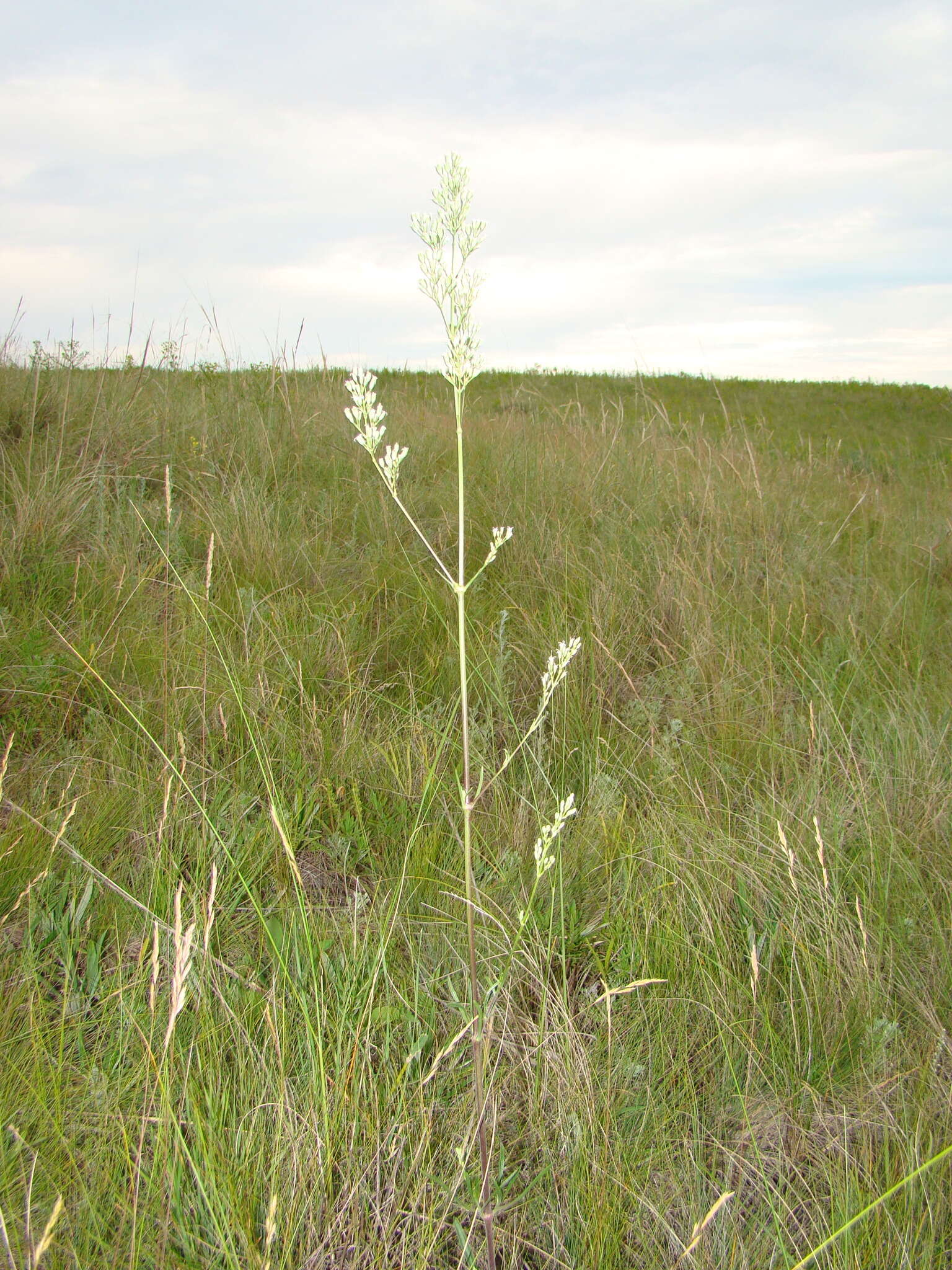 Image of Silene wolgensis (Hornem.) Otth