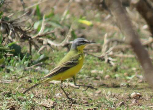 Image of Blueheaded Wagtail