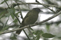 Arizelocichla milanjensis (Shelley 1894) resmi