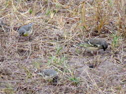 Image of Lemon-breasted Canary