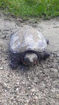 Image of South American snapping turtle