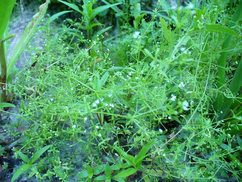 Image of three-petal bedstraw