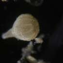 Image of Lagena paucistriata Yassini & Jones 1995