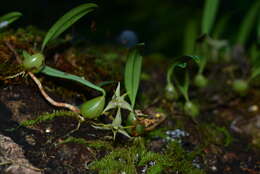Image of Bulbophyllum bifurcatoflorens (Fukuy.) J. J. Verm., Schuit. & de Vogel