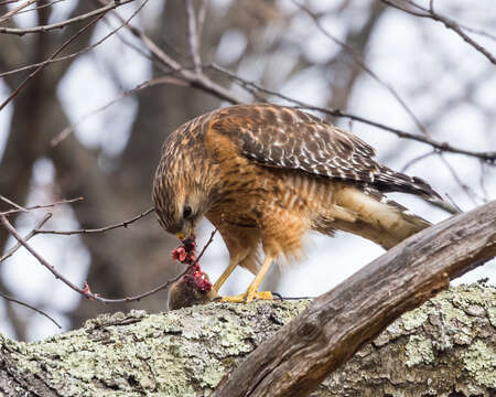 Image of Buteo lineatus lineatus (Gmelin & JF 1788)