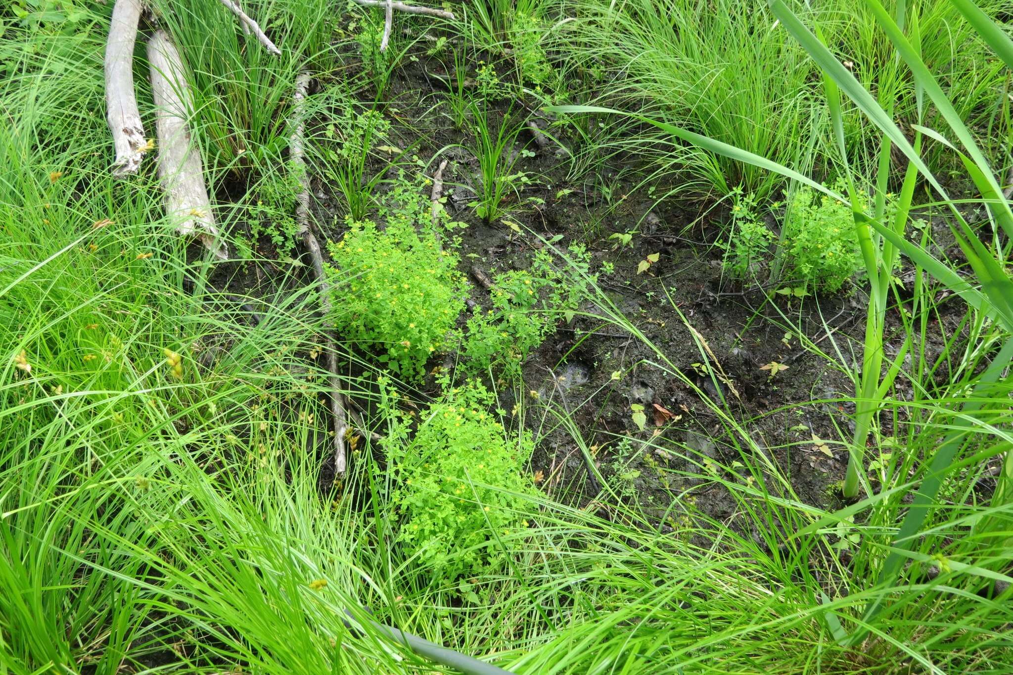 Image of northern St. Johnswort