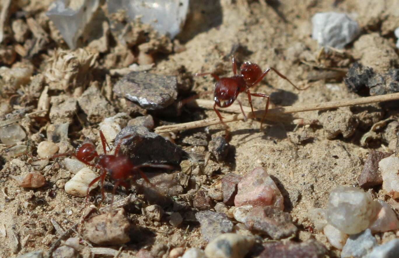 Image of Western Harvester Ant