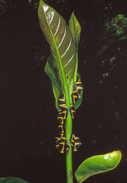 Image of Black-and-white treehopper