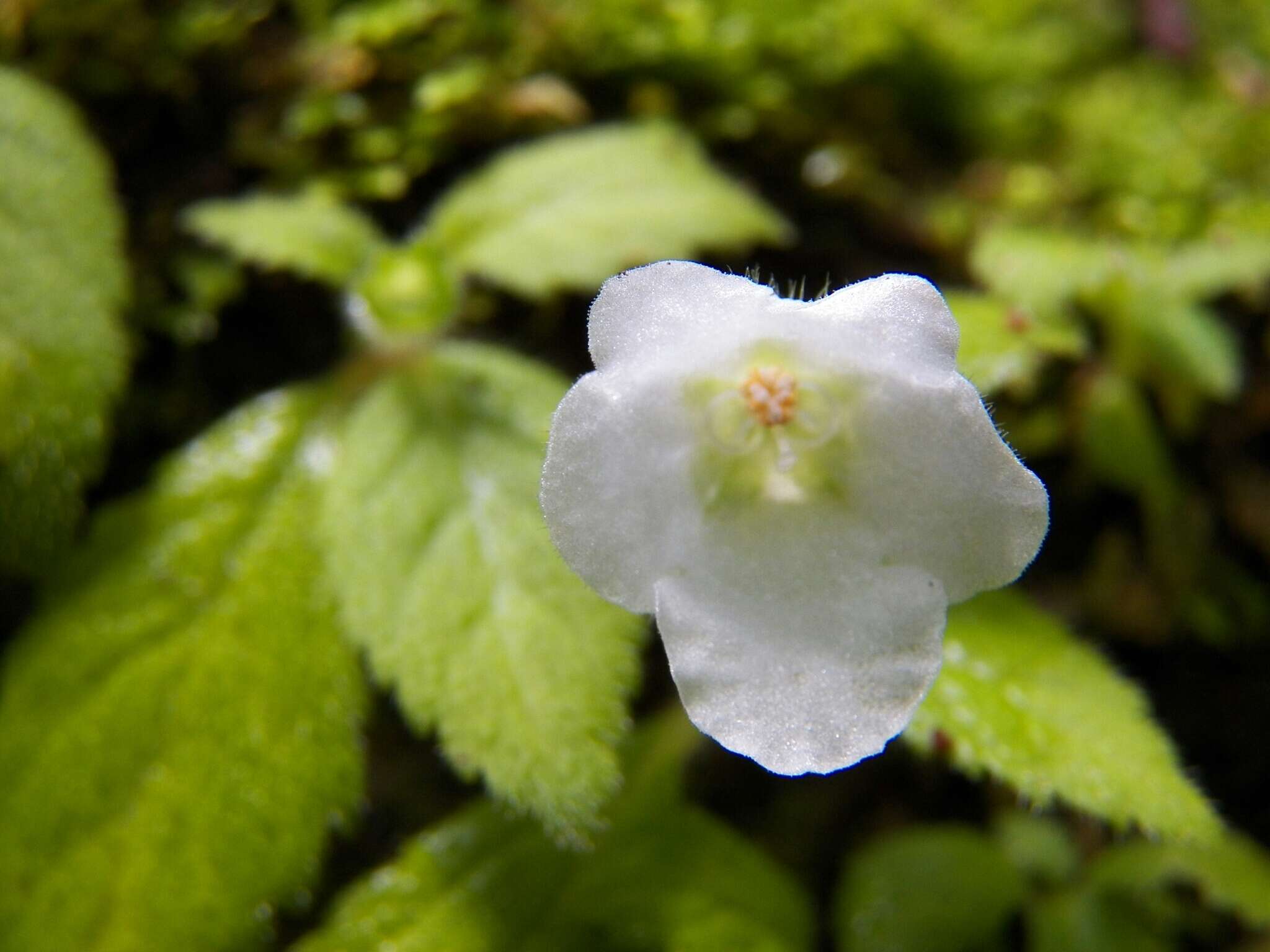 Image of Phinaea multiflora C. V. Morton