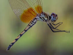 Image of Trithemis monardi Ris 1931