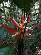 Image of Heliconia angusta Vell.