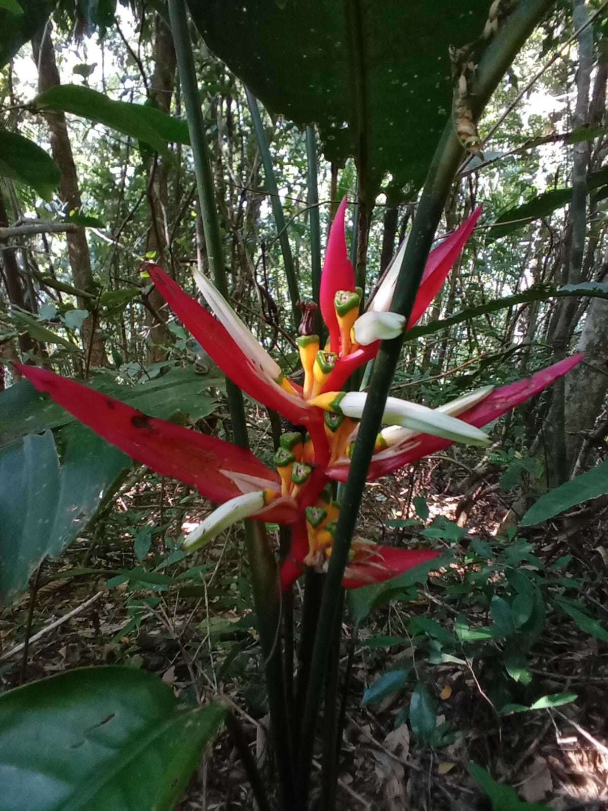 Image of Heliconia angusta Vell.