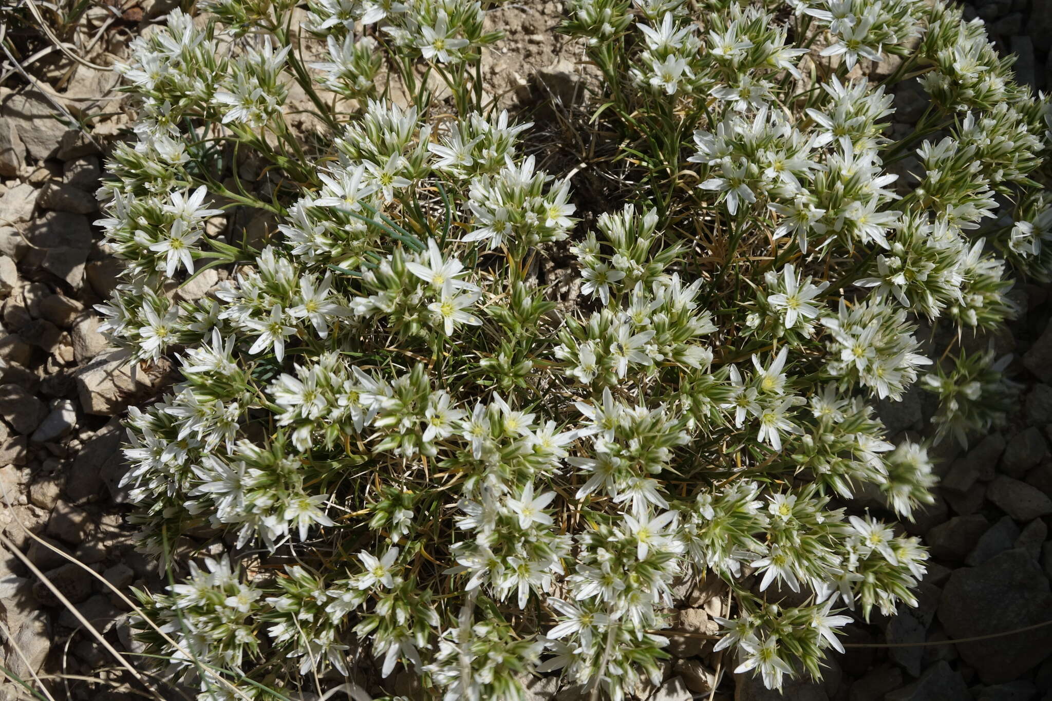 Image of Hooker's sandwort